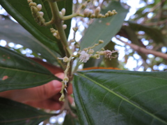 Miconia trinervia