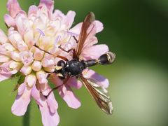 Physocephala rufipes