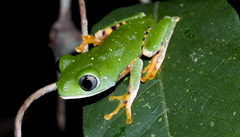 Callimedusa tomopterna