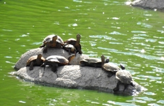 Mauremys leprosa leprosa