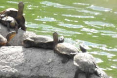 Mauremys leprosa leprosa