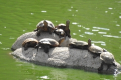 Mauremys leprosa leprosa