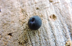 Miconia trinervia