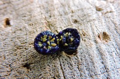 Miconia trinervia