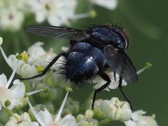 Epicampocera succincta