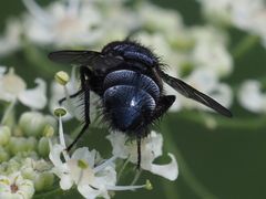 Epicampocera succincta