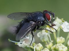 Epicampocera succincta