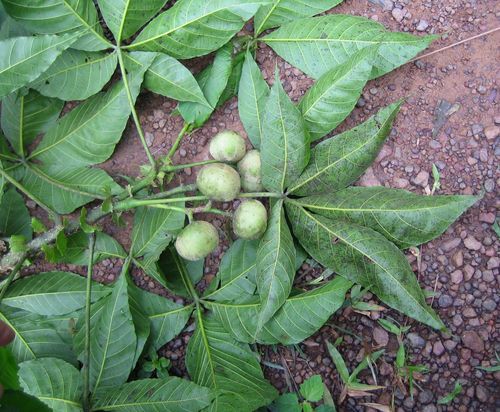 Ricinodendron heudelotii