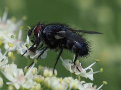 Epicampocera succincta