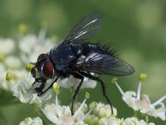 Epicampocera succincta