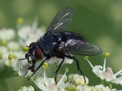 Epicampocera succincta