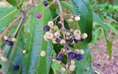 Miconia trinervia