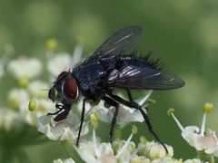 Epicampocera succincta