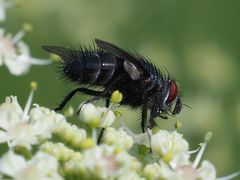 Epicampocera succincta