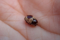 Cryptocephalus mutabilis