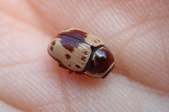 Cryptocephalus mutabilis