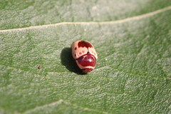 Cryptocephalus mutabilis