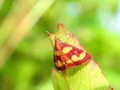 Pyrausta tyralis
