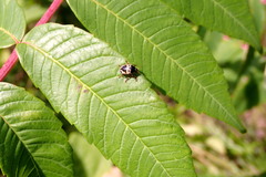 Cryptocephalus mutabilis