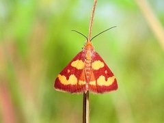 Pyrausta tyralis