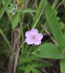 Geranium krameri