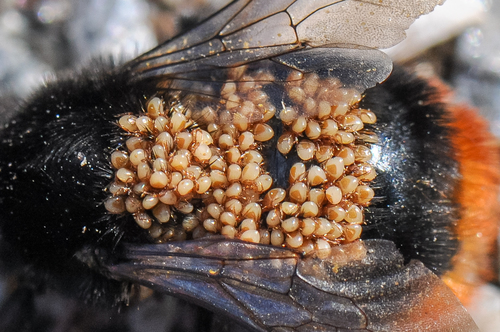 Parasitellus fucorum