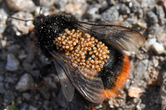 Parasitellus fucorum