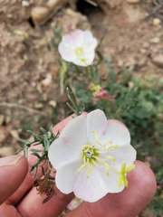 Oenothera coronopifolia