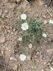 Oenothera coronopifolia