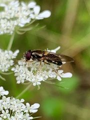 Cheilosia pallipes