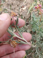 Oenothera coronopifolia