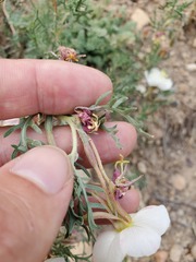 Oenothera coronopifolia