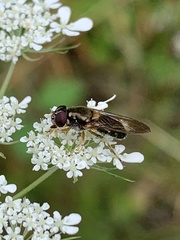 Cheilosia pallipes