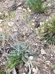 Chaenactis douglasii douglasii