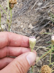 Chaenactis douglasii douglasii