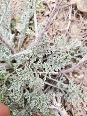 Chaenactis douglasii douglasii
