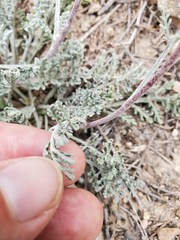 Chaenactis douglasii douglasii