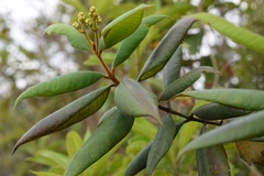 Myrcia fenzliana