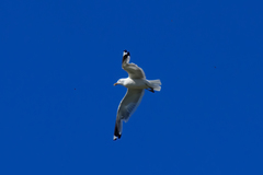 Larus brachyrhynchus