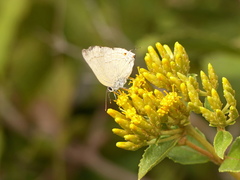 Allosmaitia strophius
