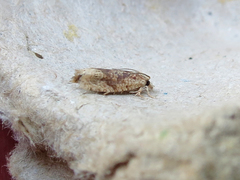 Eucosma ochrocephala