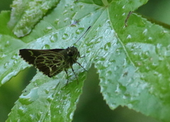 Amblyscirtes aesculapius