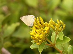 Allosmaitia strophius