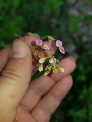 Desmodium distortum