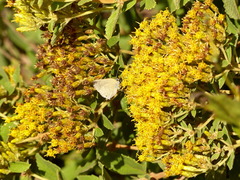 Allosmaitia strophius