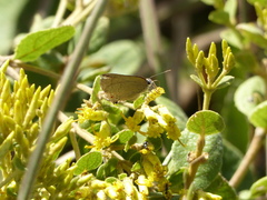 Allosmaitia strophius