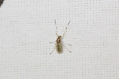 Coelotanypus concinnus