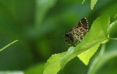 Amblyscirtes aesculapius