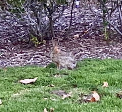 Sylvilagus audubonii