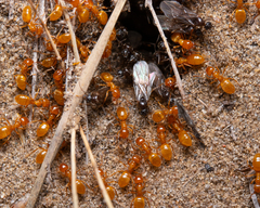 Lasius latipes